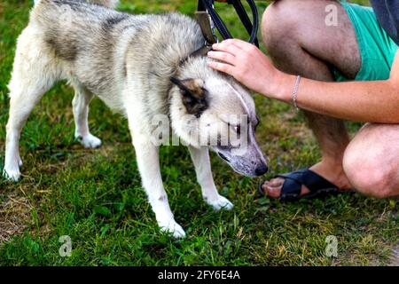 Unschärfe-Nahaufnahme gehorsam siberian laika Husky an der Leine mit langer Zunge. Die Hände des Menschen streicheln Hund, Vertrauen Vertrauen Konzept, Liebe. Der Besitzer streichelt Stockfoto