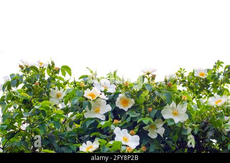 Schöne weiße Blüten von wilder Rose auf einem Busch mit grünen Blättern auf weißem Hintergrund. Schablone für Dekor. Stockfoto