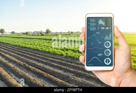 Hand mit einem Telefon auf dem Hintergrund eines Bauernfeldes. Qualitätskontrolle. Innovative moderne Technologien in der Landwirtschaft. Sammeln von Daten, Prognosen zur Verbesserung Stockfoto