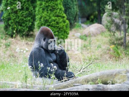 Männlich schwarz großen Gorilla sitzt auf dem Gras Stockfoto