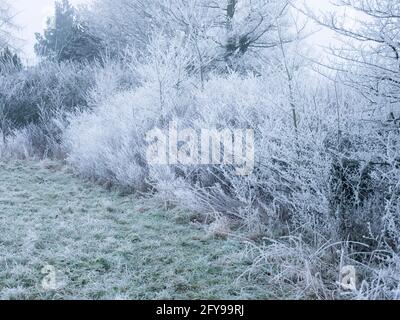 Heckenvegetation mit Reifrost bedeckt, Worcestershire, Großbritannien. Stockfoto