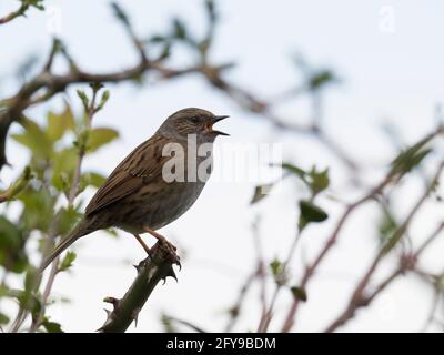 Dunnock, Prunella modularis, Singstimme für alleinstehende Erwachsene, Worcestershire, Großbritannien. Stockfoto