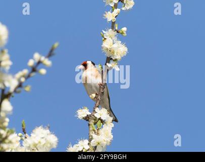 Europäischer Goldfink, Carduelis carduelis, alleinerziehender Erwachsener auf einem Zweig mit Blüte, Worcestershire, Großbritannien Stockfoto
