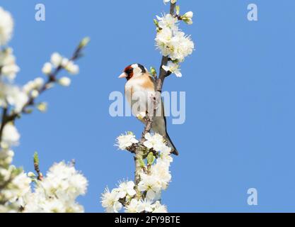 Europäischer Goldfink, Carduelis carduelis, alleinerziehender Erwachsener auf einem Zweig mit Blüte, Worcestershire, Großbritannien Stockfoto