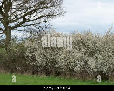 Schlehdorn, Prunus spinosa, blühend in Hecken, Worcestershire, Großbritannien. Stockfoto