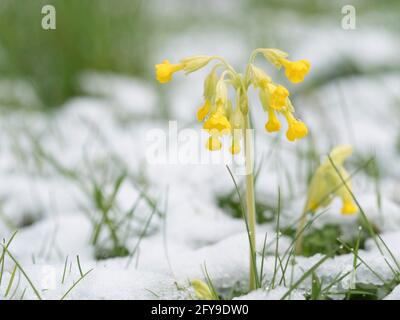 Cowslips, Primula Veris, blühend auf dem Feld mit spätem Frühlingsschnee, Worcestershire, Großbritannien. Stockfoto