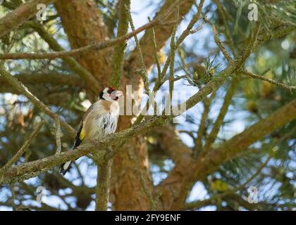 Europäischer Goldfink, Carduelis carduelis, Single adult singing in Tree, Worcestershire, Großbritannien Stockfoto