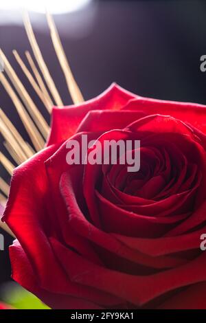 Rote Rosenblüte mit Hintergrundbeleuchtung isoliert auf schwarzem Hintergrund Stockfoto