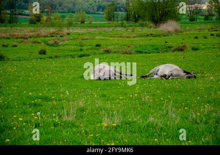 Zwei entzückende Pferde liegen auf dem grünen Gras im Hintergrund eines dichten Waldes Stockfoto