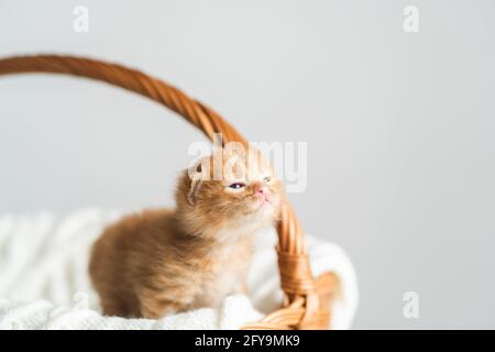 Zwei Wochen alte Ingwer-Mischkätzchen mit kaum geöffneten Augen sitzen im Korbkorb auf weißem Wollpullover. Adoption von Haustieren, Tierpflege Stockfoto