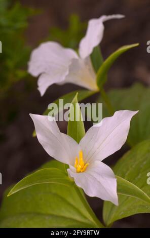 Trillium grandiflorum , weiß, Stockfoto