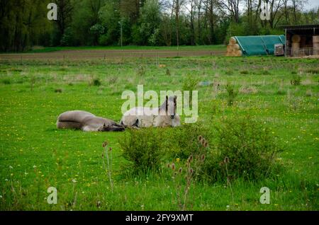 Zwei entzückende Pferde liegen auf dem grünen Gras im Hintergrund eines dichten Waldes Stockfoto