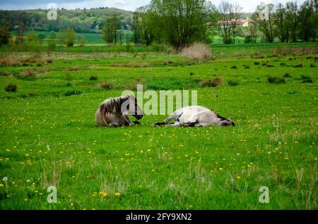 Zwei entzückende Pferde liegen auf dem grünen Gras im Hintergrund eines dichten Waldes Stockfoto