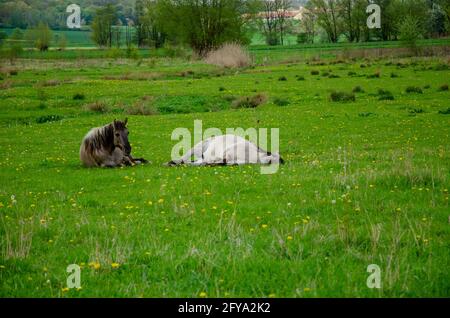 Zwei entzückende Pferde liegen auf dem grünen Gras im Hintergrund eines dichten Waldes Stockfoto