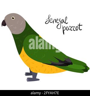 Senegal Papagei im Cartoon-Stil auf weißem Hintergrund. Vektorgrafik handgezeichnete Illustration. Poicephalus senegalus Stock Vektor