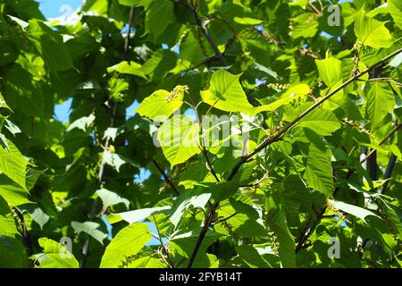 Gestreifter Ahorn, Moosewood, Elchahorn oder Gänsefußahorn, Streifen-Ahorn, Acer pensylvanicum, pennsylvaniai juhar Stockfoto