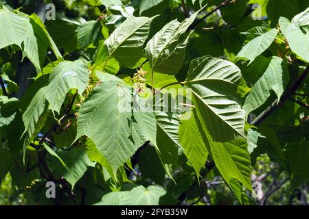 Gestreifter Ahorn, Moosewood, Elchahorn oder Gänsefußahorn, Streifen-Ahorn, Acer pensylvanicum, pennsylvaniai juhar Stockfoto