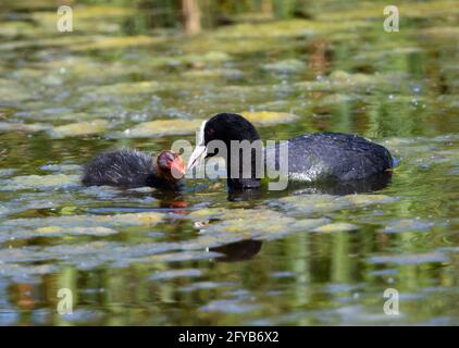 Ausgewachsene Rotkuss füttert sein junges Küken mit einer Algenfüllung Teich Stockfoto