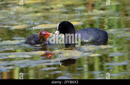 Ausgewachsene Rotkuss füttert sein junges Küken mit einer Algenfüllung Teich Stockfoto