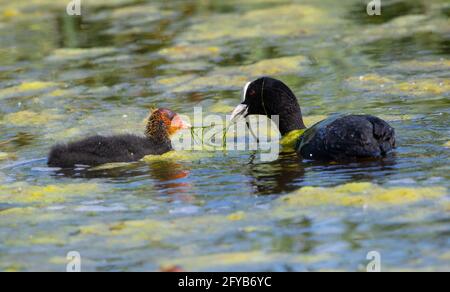 Ausgewachsene Rotkuss füttert sein junges Küken mit einer Algenfüllung Teich Stockfoto