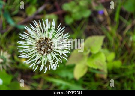 Nasser Dandelion auf einem grünen unscharfen Hintergrund. Stockfoto