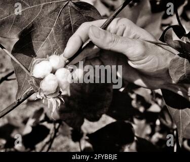 MÄNNLICHE HAND DER 1940ER-JAHRE, DIE EINEN BAUMWOLLBOLL-SCHUTZKOFFER ZEIGT IST MIT 4 KUGELN IM INNEREN OFFEN GEPLATZT - C9407 HAR001 HARS DISCOVERY FARMERS FLAUSCHIGES KONZEPT KONZEPTIONELLE FASER SYMBOLISCHE BOLL-KONZEPTE HEFTKLAMMERN SCHWARZ UND WEISS BURST KAUKASISCHEN ETHNIZITÄT HÄNDE NUR HAR001 ALTMODISCHE DARSTELLUNG Stockfoto