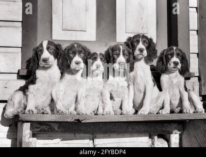 1930ER JAHRE 1940ER JAHRE EIN WURF VON 6 SPRINGER SPANIEL WELPEN POSIERT FÜR EIN PORTRÄT MIT BLICK AUF DIE KAMERA - D4453 HAR001 HARS SCHWESTERN AUSDRÜCKE BEUNRUHIGT B & W BESORGT TRAURIGKEIT WEITWINKEL SÄUGETIERE ZWINGER CANINES INTELLIGENTE GELEGENHEIT SPRINGER STIMMUNG POSIERT GESCHWISTER POOCH LINEUP KONZEPTUELL GLUM RASSE WURF SPANIELS STILVOLLE VOGELHUNDE HUNDEWACHSTUM SÄUGETIER MISERABLE PUP SPRINGER SPANIEL ZWEISAMKEIT SCHWARZ UND WEISS HAR001 ALT MODISCH Stockfoto