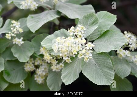 Weißbeam oder gewöhnlicher Weißbeam, echte Mehlbeere, glückliche Mehlbeere, Sorbus aria, lisztes berkenye Stockfoto