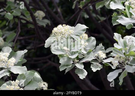 Weißbeam oder gewöhnlicher Weißbeam, echte Mehlbeere, glückliche Mehlbeere, Sorbus aria, lisztes berkenye Stockfoto