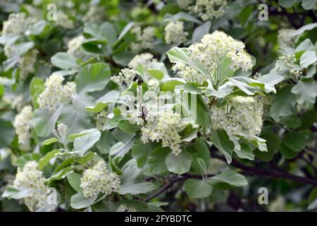 Weißbeam oder gewöhnlicher Weißbeam, echte Mehlbeere, glückliche Mehlbeere, Sorbus aria, lisztes berkenye Stockfoto