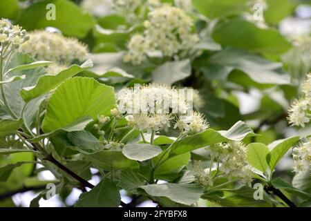 Weißbeam oder gewöhnlicher Weißbeam, echte Mehlbeere, glückliche Mehlbeere, Sorbus aria, lisztes berkenye Stockfoto