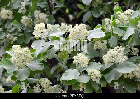 Weißbeam oder gewöhnlicher Weißbeam, echte Mehlbeere, glückliche Mehlbeere, Sorbus aria, lisztes berkenye Stockfoto