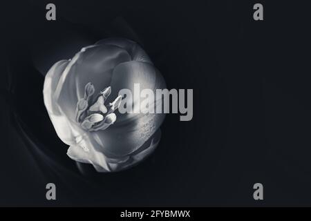 Weiße Tulpe auf schwarzem Hintergrund. Schwarzweiß-Foto. Stockfoto