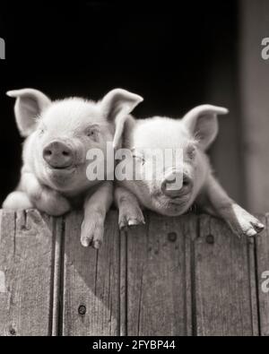 1920er JAHRE ZWEI SÜSSE POLEN CHINA SCHWEIN Sus Scrofa domesticus FERKEL BLICK ÜBER DIE SPITZE DER HÖLZERNEN FARM SCHEUNE ZAUN TOR SUCHEN AN DER KAMERA - H2711 HAR001 HARS ENTSPRECHEN LANDWIRTSCHAFT GESCHWISTER SCHWESTERN LANDWIRTSCHAFT B & W AUGENKONTAKT PASSEND GLEICHEN HUMORVOLLEN SÄUGETIERE KOPF UND SCHULTERN FRÖHLICH HOG SCHWEINE KOMISCH GESCHWISTER LÄCHELT FERKEL PORKER KOMÖDIE FRÖHLICHE FERKEL SCHWEINE POLEN SEHEN ÄHNLICH ANGENEHM ANGENEHM CHARMANT DOPPELWUCHS HOGS SEHEN GLEICH LIEBENSWERT SÄUGETIER ANGENEHM ENTZÜCKEND ANSPRECHEND SCHWARZ UND WEISSER KLON HAR001 ALTMODISCH Stockfoto