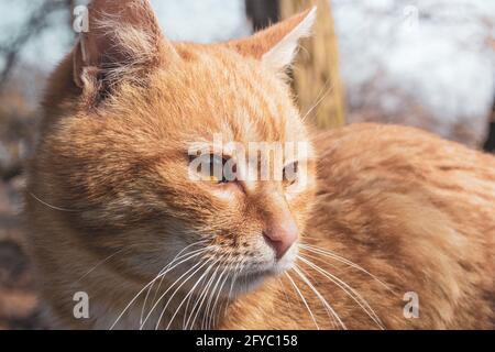 Große Ingwer-Katze Nahaufnahme Blick zur Seite. Es ist Frühling auf der Straße. Haustiere. Stockfoto