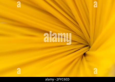 Abstrakter Hintergrund aus roher Pasta. Italienische Spaghetti aus Hartmehl. Stockfoto