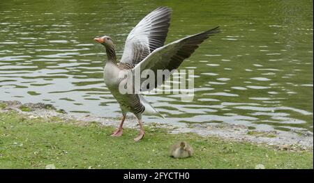 Graugans mit Jungling, Stockfoto