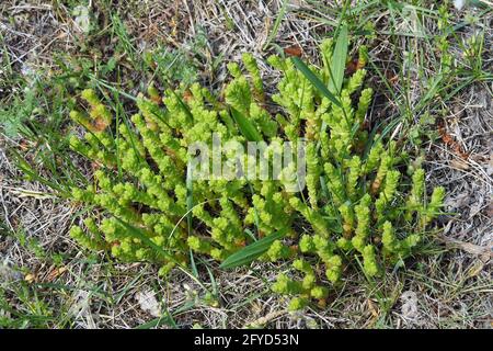 Goldmoossteinekrop, scharfer Mauerpfeffer, scharfe Fetthenne, Sedum acre, borsos varjúháj, Budapest, Ungarn, Magyarország, Europa Stockfoto