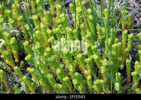 Goldmoossteinekrop, scharfer Mauerpfeffer, scharfe Fetthenne, Sedum acre, borsos varjúháj, Budapest, Ungarn, Magyarország, Europa Stockfoto
