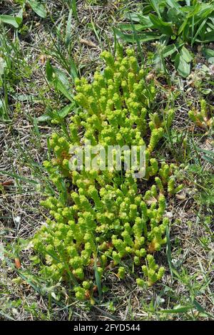 Goldmoossteinekrop, scharfer Mauerpfeffer, scharfe Fetthenne, Sedum acre, borsos varjúháj, Budapest, Ungarn, Magyarország, Europa Stockfoto