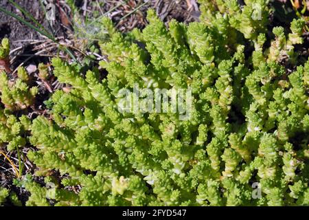 Goldmoossteinekrop, scharfer Mauerpfeffer, scharfe Fetthenne, Sedum acre, borsos varjúháj, Budapest, Ungarn, Magyarország, Europa Stockfoto