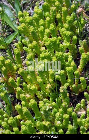 Goldmoossteinekrop, scharfer Mauerpfeffer, scharfe Fetthenne, Sedum acre, borsos varjúháj, Budapest, Ungarn, Magyarország, Europa Stockfoto