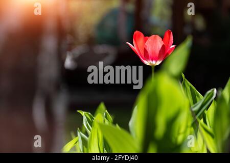 Eine schöne rote Tulpenblume mit frischen grünen Blättern, die im Garten wachsen, der im Hinterhof des Hauses mit warmer Sonne vor dunklem Schattenhintergrund beleuchtet ist. Herausragendes Stockfoto