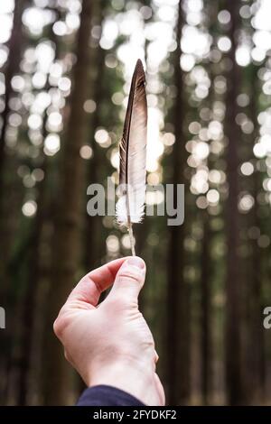 Vogelfeder in der Hand eines Mannes auf einem Waldgrund Stockfoto