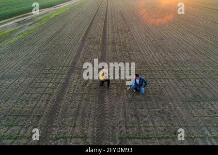 Zwei Landwirte im Feldchecking, die Qualitätskontrolle machen. Foto aufgenommen mit Drohne von zwei Männern, die Feldpflanzen fotografieren, die Technologie in der Landwirtschaft einsetzen. Stockfoto