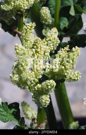 Rhabarb, Gemüse-Rhabarber oder Krauser Rhabarber, Rheum rhabarbarum, rebarbara Stockfoto