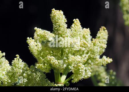 Rhabarb, Gemüse-Rhabarber oder Krauser Rhabarber, Rheum rhabarbarum, rebarbara Stockfoto