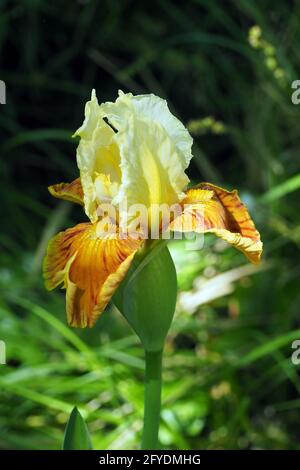 Bärtige Iris, Deutsche bärtige Iris, Deutsche Schwertlilie, Iris × germanica, Kerti nőszirom, Budapest, Ungarn, Magyarország, Europa Stockfoto