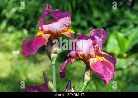 Bärtige Iris, Deutsche bärtige Iris, Deutsche Schwertlilie, Iris × germanica, Kerti nőszirom, Budapest, Ungarn, Magyarország, Europa Stockfoto