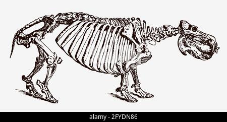 Skelett des bedrohten Hippopotamus amphibius in der Profilansicht, nach antikem Stich aus dem 19. Jahrhundert Stock Vektor